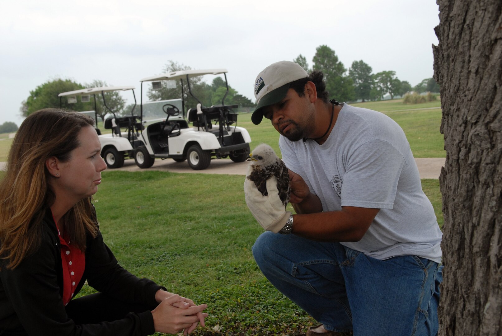 Verna Cyr, a 12th Mission Support Group Environmental Flight natural resource manager, observes Michael Pacheco, a 12th Flying Training Wing Safety, U.S. Department of Agriculture wildlife biologist, as he inspects a young Red Shouldered hawk after a grounds worker at the golf course reported finding it here Tuesday. The two coordinated with a local bird rehabilitation facility, who recommended replacing the hawk in its nest to allow the parents to rehabilitate it. The pair will perform a 24-hour follow up to ensure the bird remained in the nest. (U.S. Air Force photo by Rich McFadden)
