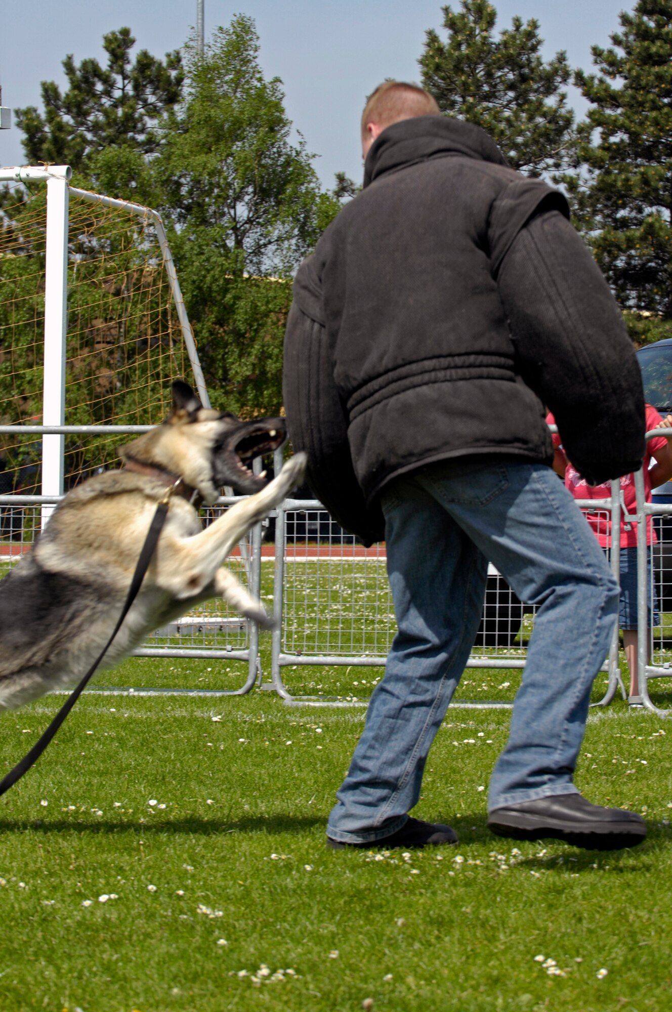 Nika, Explosive Detector and patrol dog attacks Airman 1st Class Lance Hood, 48th Security Forces Squadron   May 12 at RAF Lakenheath. Airman Hood is wearing a bite suit to protect him from the powerful jaws of the patrol dog. The demonstration was for police week to raise community awareness. (U.S. Air Force photo by Airman Perry Aston)