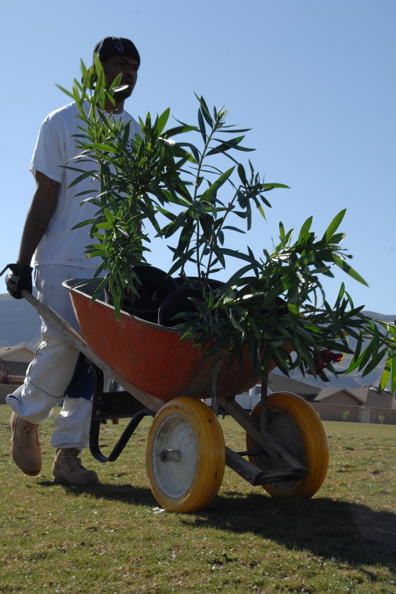 Senior Airman Calvin Washington, 49th Aircraft Maintenance Squadron, carries a wheel barrel of shrubs to planted at Tierra De Suenos Park May 6 in Alamogordo, N.M. Airman Washington, along with other members of the 49th Maintenance Group, has volunteered to do work in the city as part of the Personnel Improvement Program, a project designed to keep Holloman Air Force Base personnel constructive while awaiting the arrival of the F-22A Raptor. (U.S. Air Force photo/Airman 1st Class Jamal D. Sutter)