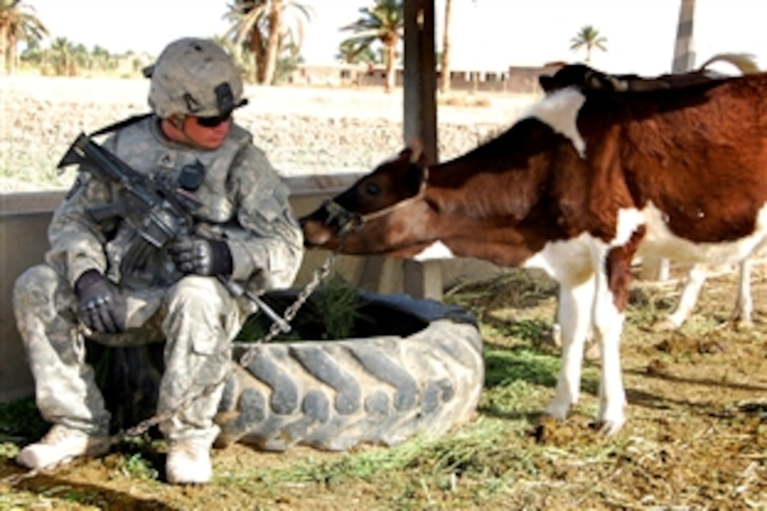 A cow checks out U.S. Army Staff Sgt. Chad Ryan as he's taking a break during a patrol in the East Anbar province, northwest of Baghdad, May 12, 2008. Ryan is assigned to the 25th Infantry Division's Headquarters and Headquarters Company, 1st Battalion, 27th Infantry Regiment, 2nd Stryker Brigade Combat Team, Multi-National Division – Baghdad. 