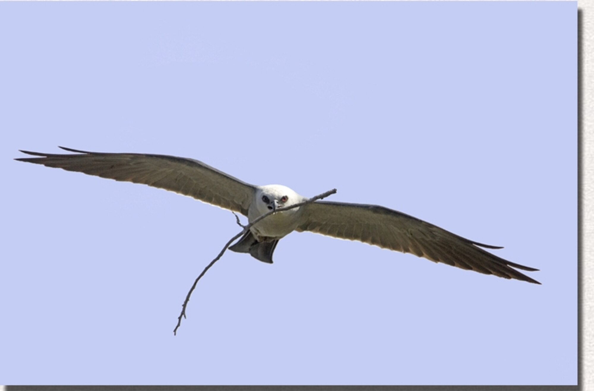 ALTUS AIR FORCE BASE, Okla. -- Mississippi Kites are known to attack pedestrians close to their nesting area. (Courtesy Photo)