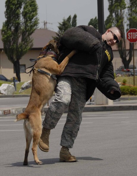 OSAN AIR BASE,  Republic of Korea -- Roby, a 51st Security Forces Squadron military working dog, prevents “suspect” Staff Sgt. Benjamin Bomar, 51st SFS, from fleeing during a MWD demonstration May 14. The demonstration was part of Team Osan observance of National Police Week, May 11 to 16. (U.S. Air Force photo/Senior Airman Christopher Boitz)

