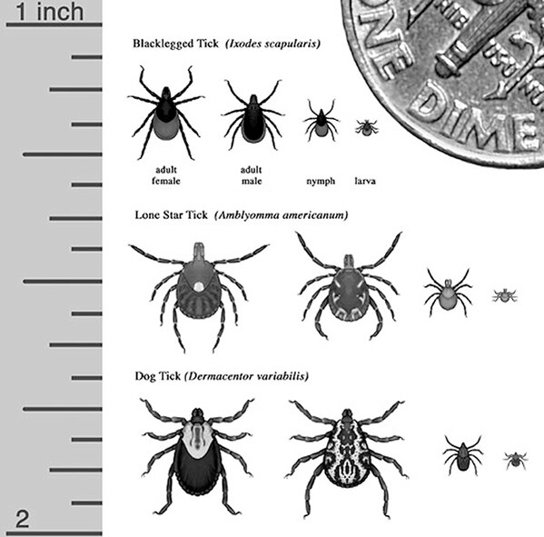 For more information on Lyme disease, go online to the Center for Disease Control at www.cdc.gov/ncidod/dvbid/lyme/index.htm or to the Massachusetts Public Health Web site at: www.mass.gov, or contact Public Health at (781) 377-1393. (Courtesy Graphic.)