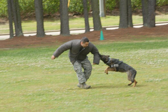Staff Sgt. Eric Barrios, 43rd Security Forces Squadron, plays the bad guy as police dog, Jesa, attacks him during a demonstration for a kindergarten class at the Pope elementary May 12 during Law Enforcement week. (U.S. Air Force Photo by Airman 1st Class Mindy Bloem)
