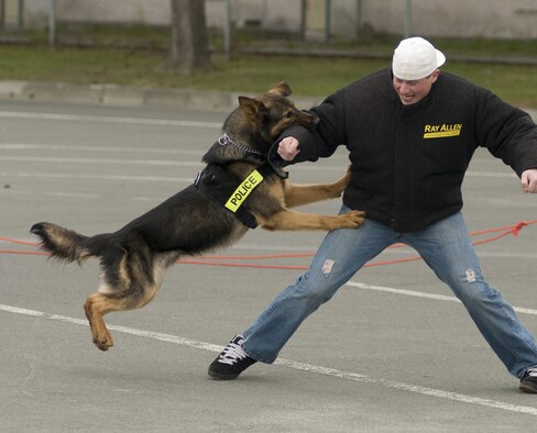 MISAWA AIR BASE, Japan -- Ajo, 35th Security Forces Squadron working dog, attacks Airman 1st Class Koby Torzillo, 35th Security Forces Squadron, in the Base Exchange parking lot on May 13, 2008. The duo were part of the working dog demonstration held that day. (U.S. Air Force photo by Senior Airman Samuel Morse)