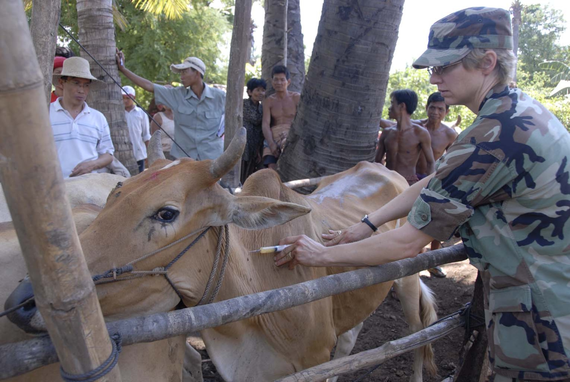 KAMPONG CHAM PROVINCE, Cambodia – Lieutenant Colonel Susan Miller, an Individual Mobilization Augmentee and Veterinarian, from Brooks City Base, Texas, inoculates a Brahman cow with a combination drug for Clostridium and Pasteruella disease. A team of three U.S. total force Veterinarians travel to a new location in the province each day of Operation ‘Pacific Angel 01-08’, a joint/combined 13th Air Force-led humanitarian assistance operation May 25 - 29. (U.S. Air Force photo/Tech. Sgt. Tom Czerwinski)