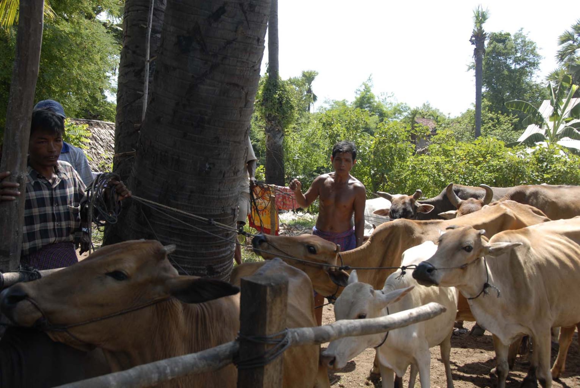 KAMPONG CHAM PROVINCE, Cambodia – Local villagers are herding their cattle into a staging area for vaccinations at Kos Ta Phen a rural village five kilometers off the paved road in Kampong Cham Province. The breed of Asian Brahman cattle here are used mostly as working animals. A team of three U.S. total force Veterinarians travel to a new location in the province each day of Operation ‘Pacific Angel 01-08’, a joint/combined 13th Air Force-led humanitarian assistance operation May 25 - 29. (U.S. Air Force photo/Tech. Sgt. Tom Czerwinski)