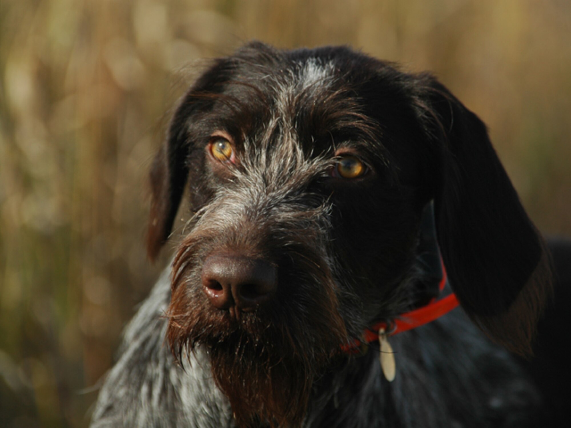 German Wirehaired Pointer, Amber, sniffs the prairie grass for pheasant scent during the Hunting Dakota with Roosevelt event

