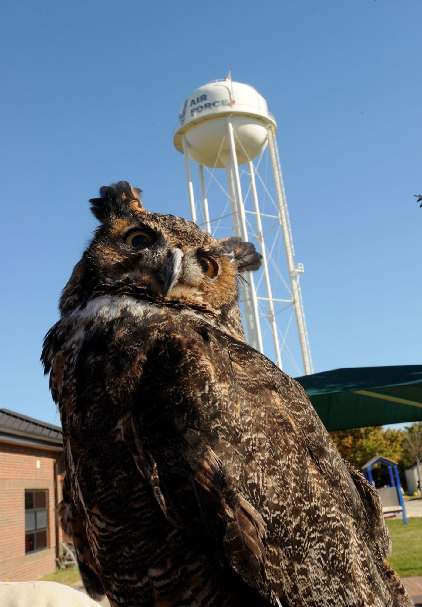 LANGLEY AIR FORCE BASE, Va.-- A great horned owl, part of the Virginia Living Museum's traveling display, poses in front of the Child Development Center Oct. 31. The Museum brought fur, fossils, stones, and bones for the children to enjoy. (U.S. Air Force photo/Airman Rebecca Montez)