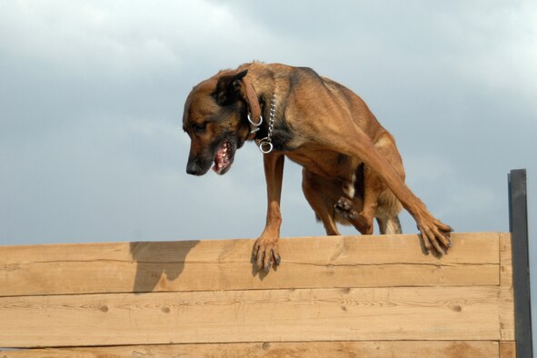 Kirkuk Regional Air Base, Iraq -- Diego makes it over an eight foot obstacle Nov. 1. Diego, a 6-year-old Belgium Malinois weighing 72 pounds, is the only military working dog at KRAB capable of this feat. Diego and his handler, Staff Sgt. Robert Starkweather are assigned to the 506th Expeditionary Security Forces Squadron, K-9 Unit. They are both deployed from Misawa Air Base, Japan. (U.S. Air Force photo by Tech. Sgt. Jeff Walston)