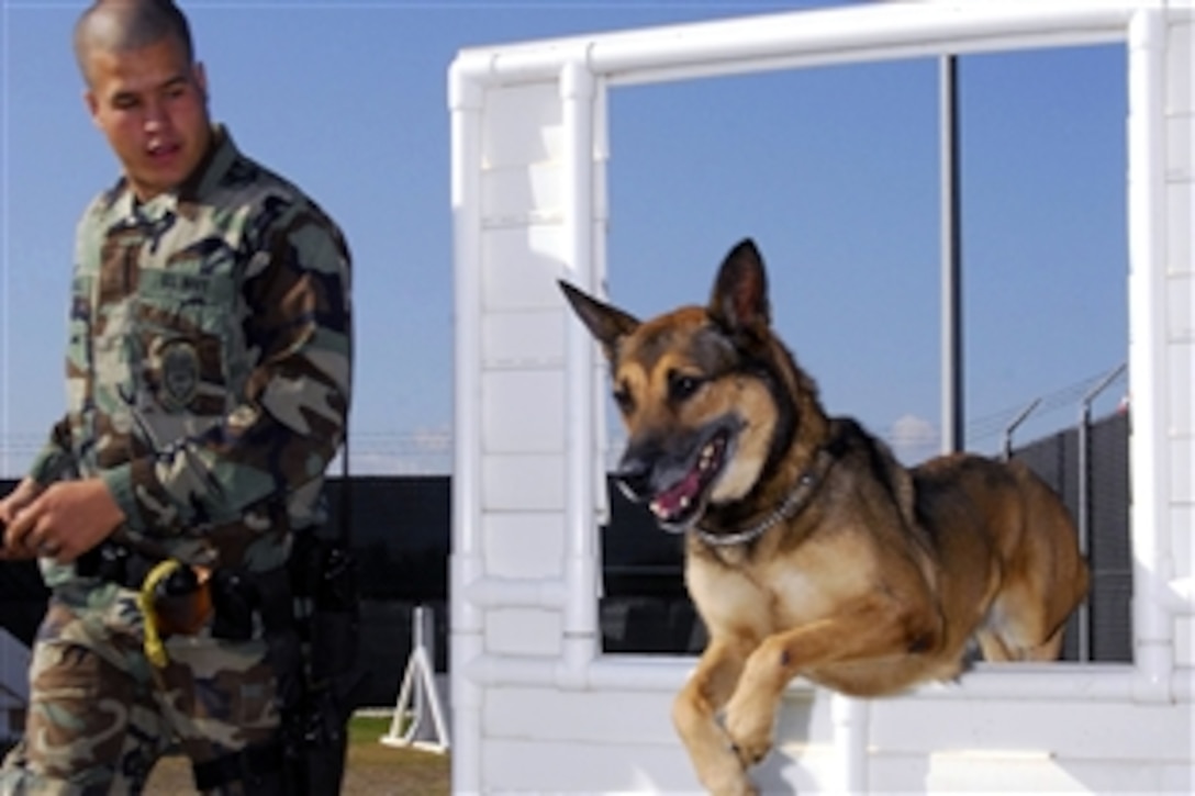 Military working dog Laika jumps through a window as her handler U.S. Navy Seaman Logan McMichael leads her through the K-9 obstacle course, Souda Bay, Greece, Nov. 12, 2008. Laika, a 2-year-old Belgian Malinois, is a Navy patrol/explosive dog. The military working dogs' unique capabilities are used by military police to defend bases and resources, and to help enforce military laws and regulations.