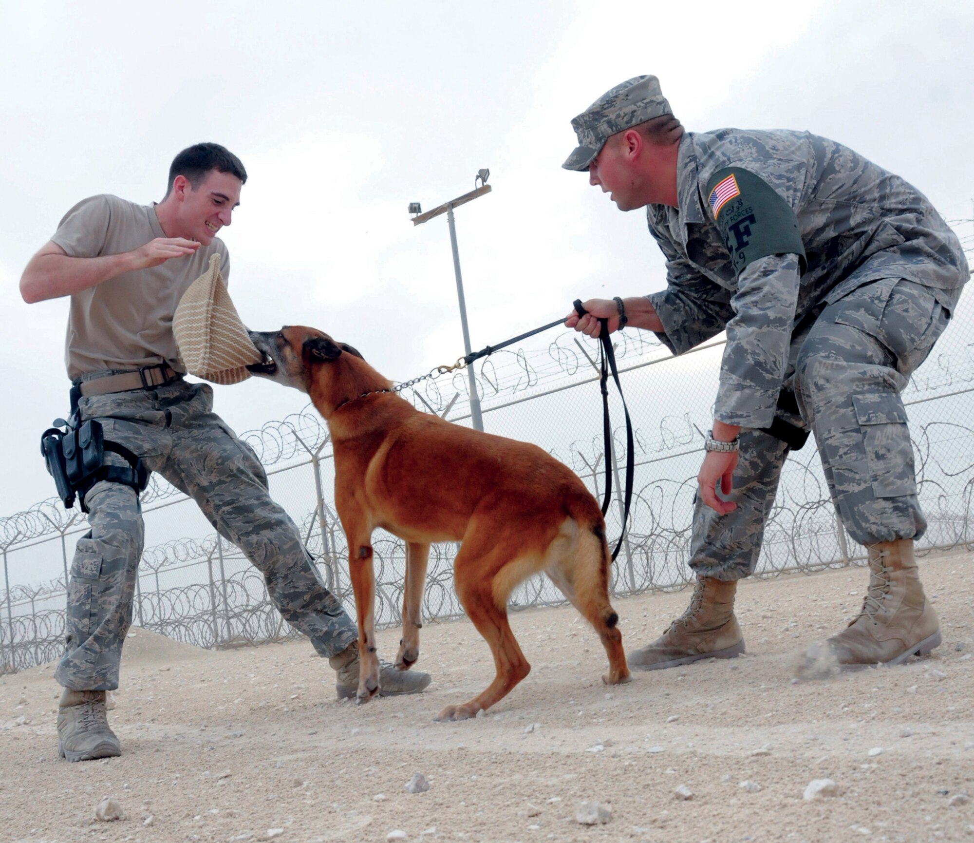 Staff Sgt. Logan Ray, military working dog handler assigned to the 379th Expeditionary Security Forces Squadron, gets apprehended by Lenox, a Belgian Malinous, while Staff Sgt. Edward Lawlor, 379 ESFS military working dog handler, prepares to release Lenox from his hold on the suspect at an undisclosed location in Southwest Asia Nov. 4, 2008. These 379 ESFS dog handlers provide the first line of defense for the base by detecting explosives and weapons. Sergeant Ray, a native of Bethesda, Md., and Sergeant Lawlor, a native of Wolcott, Conn., both are deployed from Andrews Air Force Base, Md. 