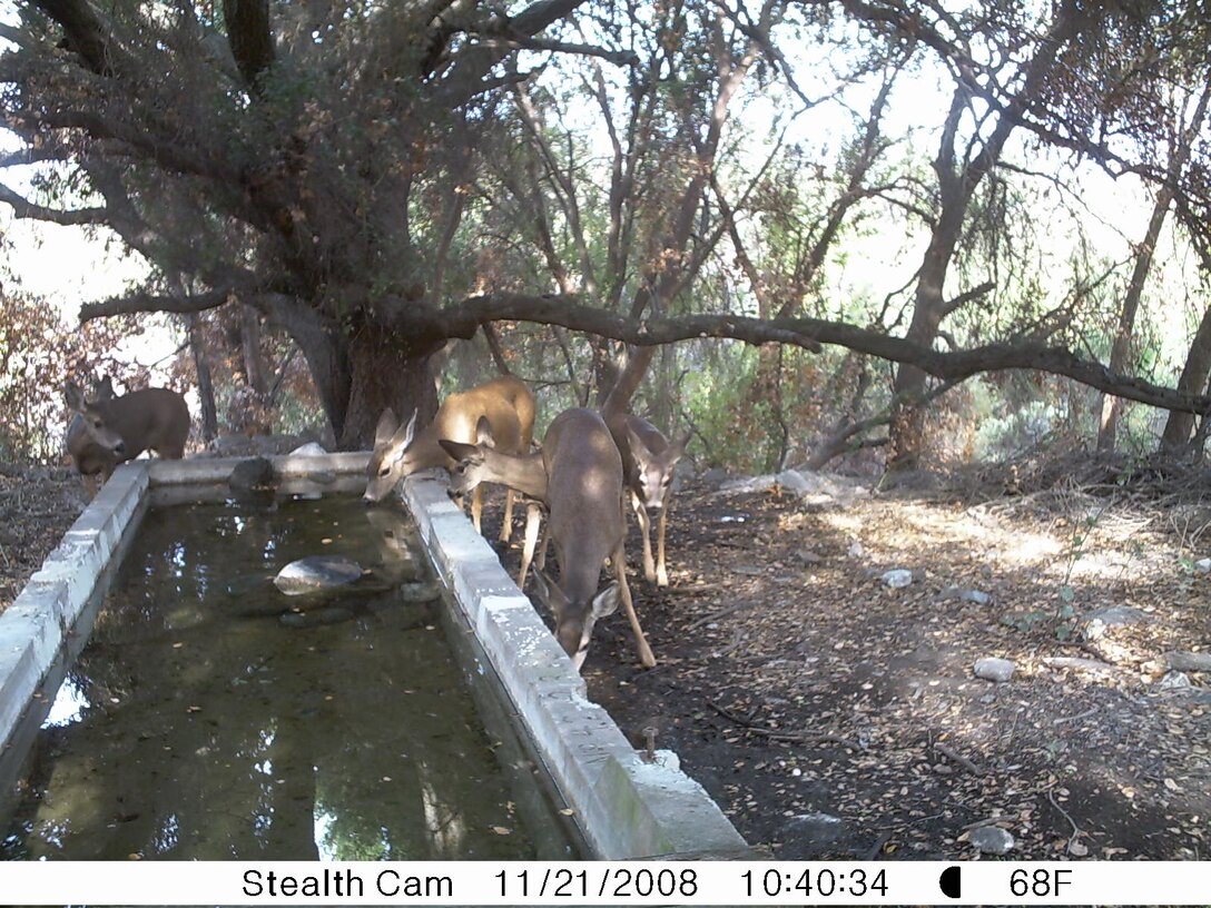 Five does use a spring-fed trough to drink from instead of going to the closest stream which is down the hill. These troughes were the originale concept used on Camp Pendleton to help provide water for animals