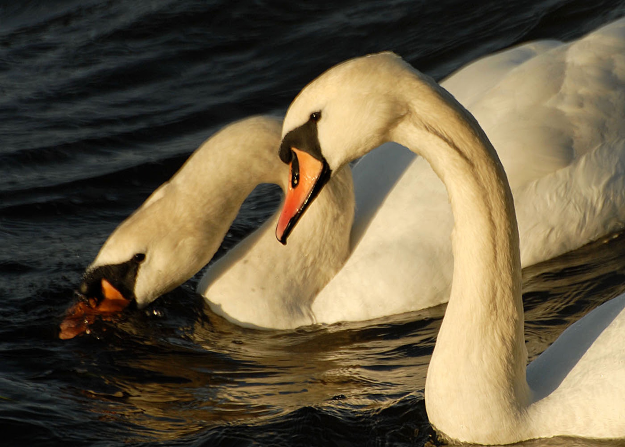 Mute swans with their distinctive black and orange bills can be seen all year-round at Welney washes. (Photo by Judith Wakelam)