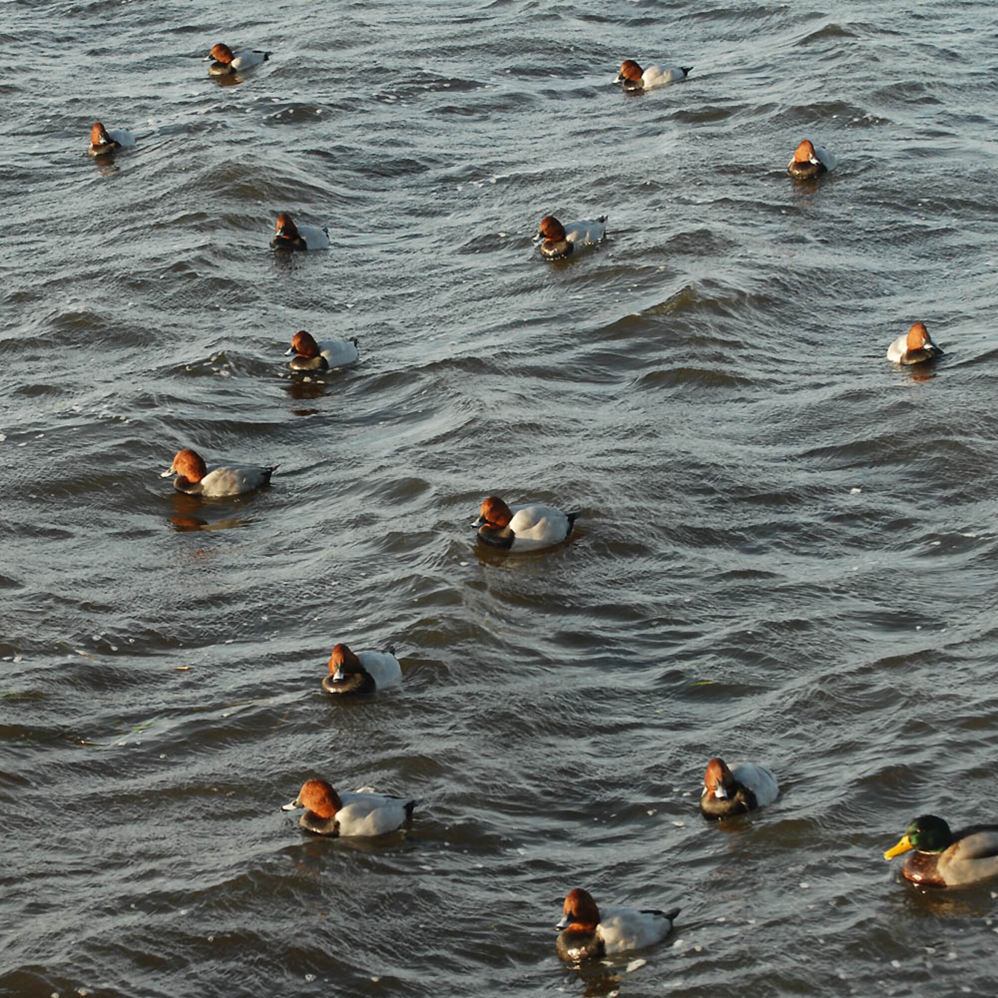 Pochard and Mallard can be seen in large numbers on the Welney Reserve. (Photo by Judith Wakelam)