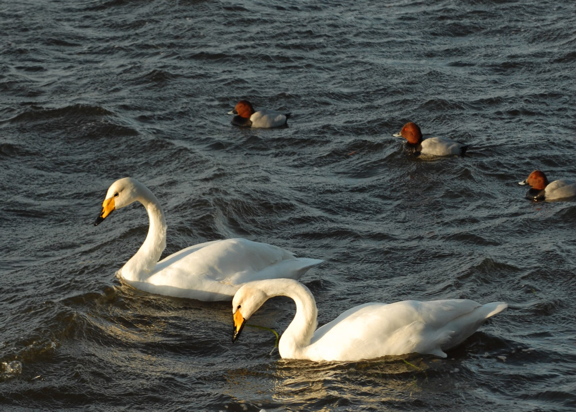 As well as whooper swans, pochard are one of several duck species that can be seen in large numbers at Welney washes throughout the winter. (Photo by Judith Wakelam)