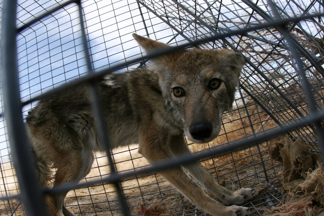 A coyote that was trapped by Natural Resources and Environmental Affairs in the Ocotillo Heights housing area Oct. 3 stalks around a cage at the Sand Hill training area shortly before its release. As of Aug. 1, NREA natural resources specialists began an initiative to track coyotes entering the Combat Center’s residential areas foraging for food. This animal was the second to be trapped, the first having been captured Sept. 27.