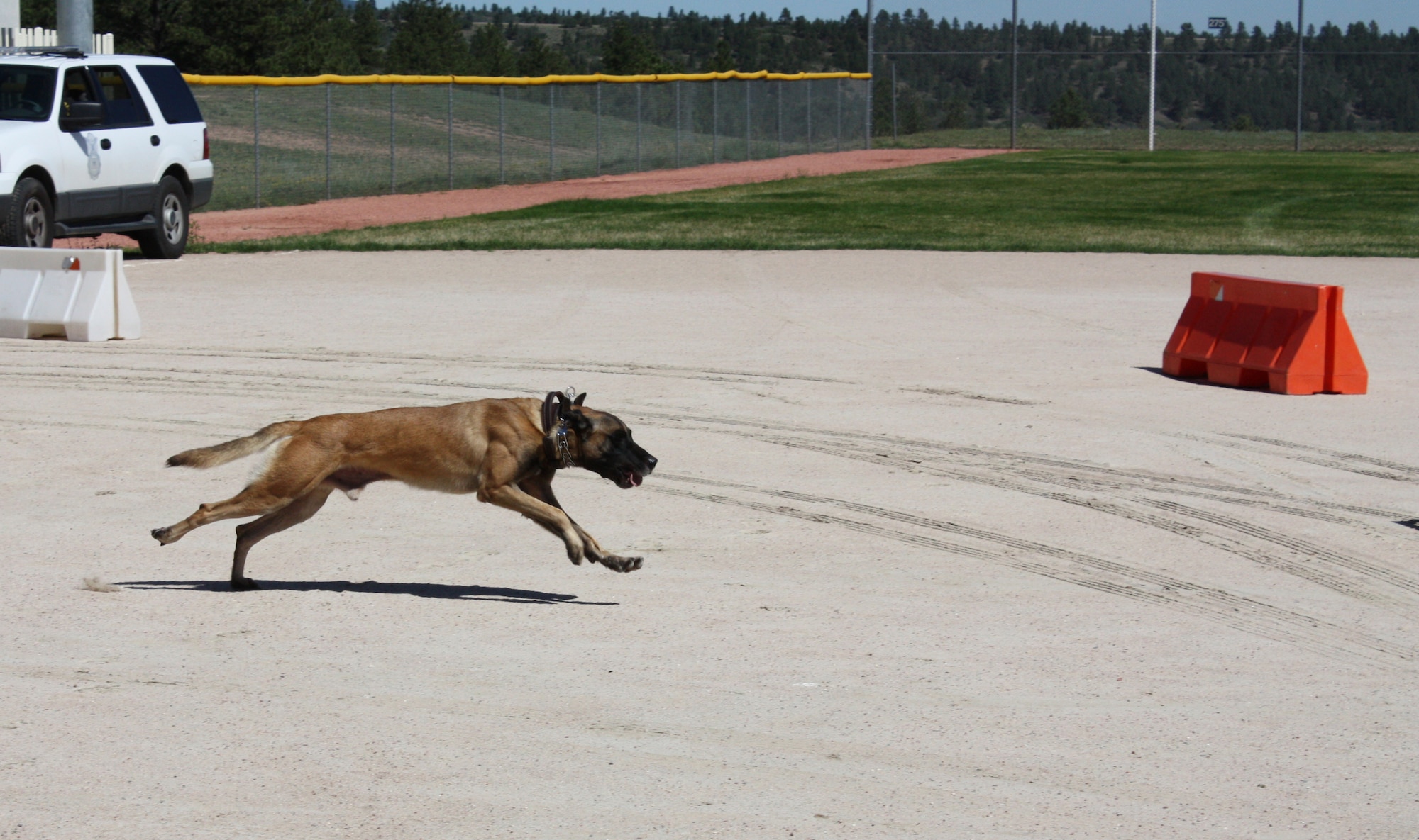U.S. AIR FORCE ACADEMY, Colo. -- Military Working Dog, Dino, runs after the decoy during the Rocky Mountain K9 Trails Sept. 21-22. Dino and his handler, Staff Sgt. Kurt Lugar, finished in third place at their first competition. (U.S. Air Force photo)