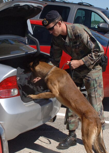 DYESS AIR FORCE BASE, Texas -- Staff Sgt. Joshua Covill, a K-9 handler from the 7th Security Forces Squadron, and his military working dog, Sam, search a car during training here Oct. 7. Sergeant Covill must rely on Sam to do his job efficiently in order for everyone to stay safe while they conduct training.(U.S. Air Force photo/Senior Airman Felicia Juenke)