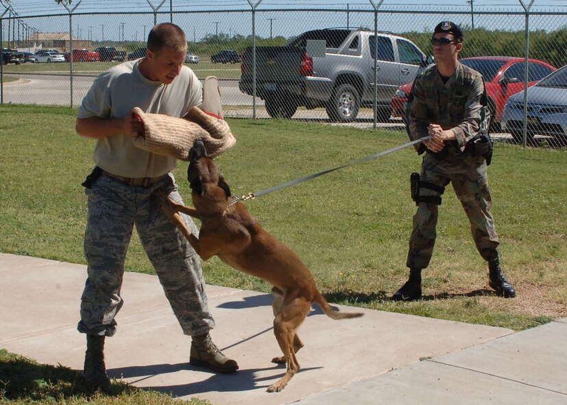 DYESS AIR FORCE BASE, Texas -- Sam, a military working dog, attacks Staff Sgt. Rafael Rhodes, 7th Security Forces Squadron, while Staff Sgt. Joshua Covill, a K-9 handler from the 7th SFS, assures Sam is biting correctly during training here Oct 7. Every day involves training of some kind for the K-9 unit in the 7th SFS, and it is imperative that the handlers know their MWDs can perform tasks efficiently before taking them out in public. (U.S. Air Force photo/Senior Airman Felicia Juenke)