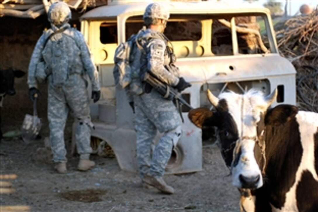 U.S. Army Sgt. Donald Casey, center, and Spc. Patrick Grady, search a farm as a cow looks on during Operation Gimlet Tidal Wave, in the Abu Ghuraib District of western Baghdad, Iraq, Oct. 4, 2008. The soldiers are assigned to the Military Transition Team, attached to 1st Battalion, 21st Infantry Regiment, 2nd Striker Brigade Combat Team, 25th Infantry Division, Multi-National Division – Baghdad.