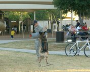 10/7/2008 - Bak latches onto Senior Airman Chad O'Neil, 37th Security Forces Squadron, during a military working dog demonstration. The demonstration was part of Lackland's National Night Out Against Crime Oct. 7 at Lions Park. The National Night Out campaign involves citizens, law enforcement agencies, civic groups, businesses, neighborhood organizations and local officials from communities and military bases worldwide. (USAF photo by Alan Boedeker)    