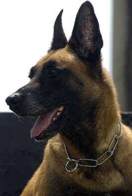 Military Working Dog Benno enjoys the outdoors Oct. 10. MWDs earn their tattoo number upon completing a 120-day training course at the 341st Training Squadron, Lackland AFB, Texas. The course is split into two 60-day sections consisting of patrol and detection. (U.S. Air Force photo by Airman 1st Class Carissa Wolff)                        