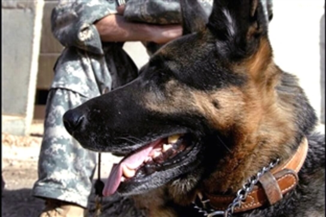 Sinda, a 10-year-old bomb-sniffing dog, sits with his handler, U.S. Air Force Staff Sgt Travis Hazelton, as they wait for word to load up into vehicles to support a cordon and "soft knock' in a neighborhood in Muhallah 904, Wehda, in eastern Baghdad, Iraq, Oct. 9, 2008. The mission was conducted by U.S. Army soldiers assigned to the 10th Mountain Division's 3rd Squadron, 89th Cavalry, 4th Brigade Combat Team.