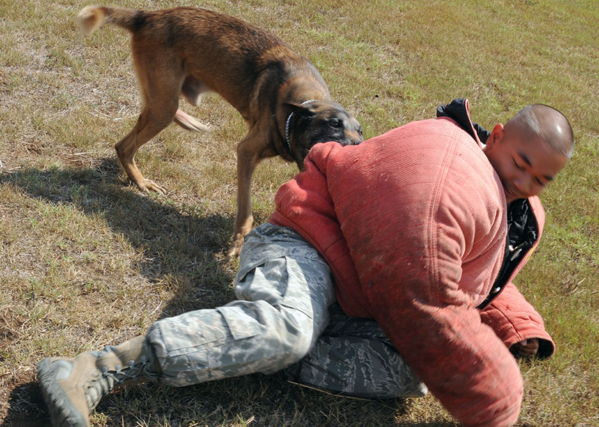 Staff Sgt. Wilfredo Salinas, 39 SFS military working dog handler and Ronnie, a seven-year old Belguim Malinois, show how MWD’s aid in criminal apprehension during a demonstration at Incirlik.