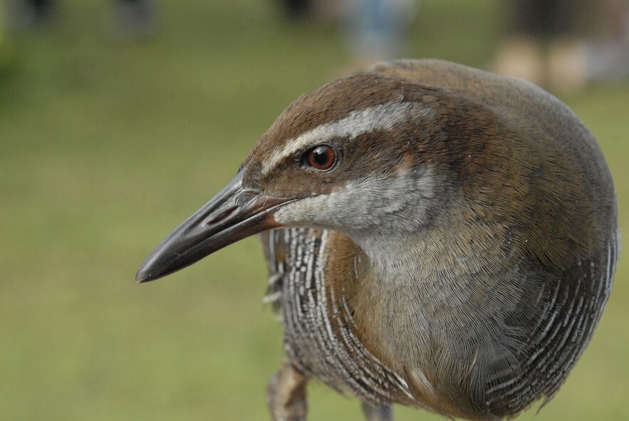 ANDERSEN AIR FORCE BASE, Guam-- The "Ga Chong," or Ko'ko' bird was present for race participants and spectators to view during the Guam Ko'ko' Road Race Oct. 19. "Ga Chong," which means friend in Chamorro, is part of a small population of indigenous birds in danger of going extinct. (U.S. Air Force photo by Master Sgt. Lisa M. Zunzanyika)