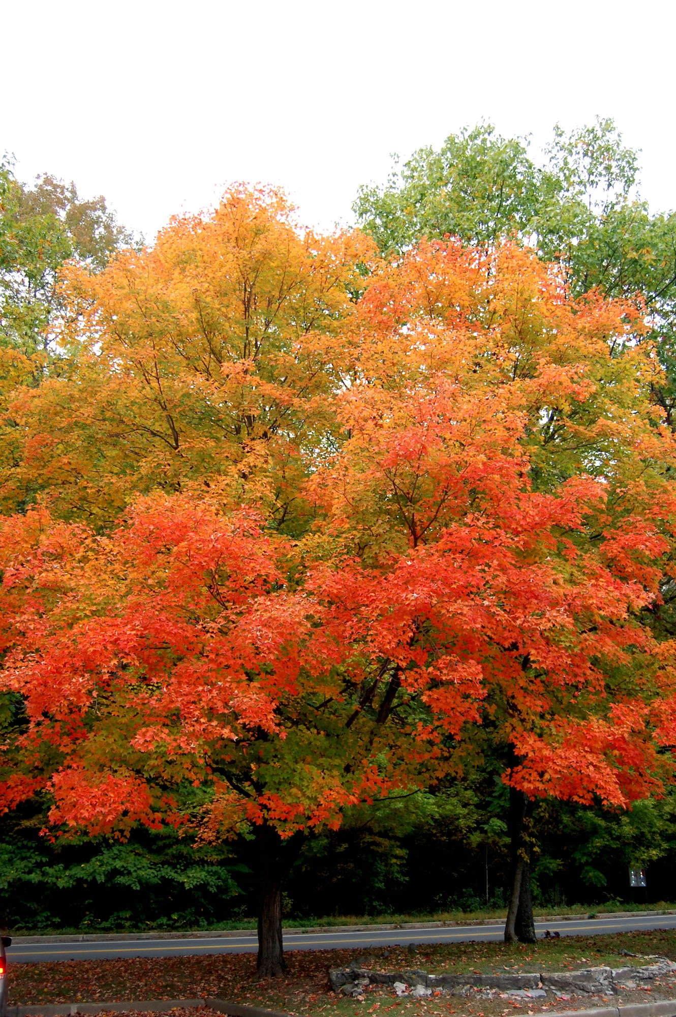 Trees covered with orange leaves are shown here in the Delaware Water Gap National Recreation area in the Appalacian Mountains in Pennsylvania Oct. 13, 2008.  (U.S. Air Force Photo/Tech. Sgt. Scott T. Sturkol)