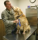 10/17/2008 - Jake, a Golden Retriever, gives his owner, Master Sgt. Robert Hanna, 543rd Support Squadron, a kiss while being weighed at the small animal clinic. (USAF photo by Robbin Cresswell)