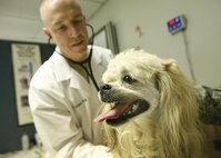 10/17/2008 - Army Capt. (Dr.) Frank DeCecco, a veterinarian at the Lackland Small Animal Clinic, performs a wellness exam on Coco. The clinic provides preventative medicine including heartworm prevention, flea control and vaccinations. (USAF photo by Robbin Cresswell)