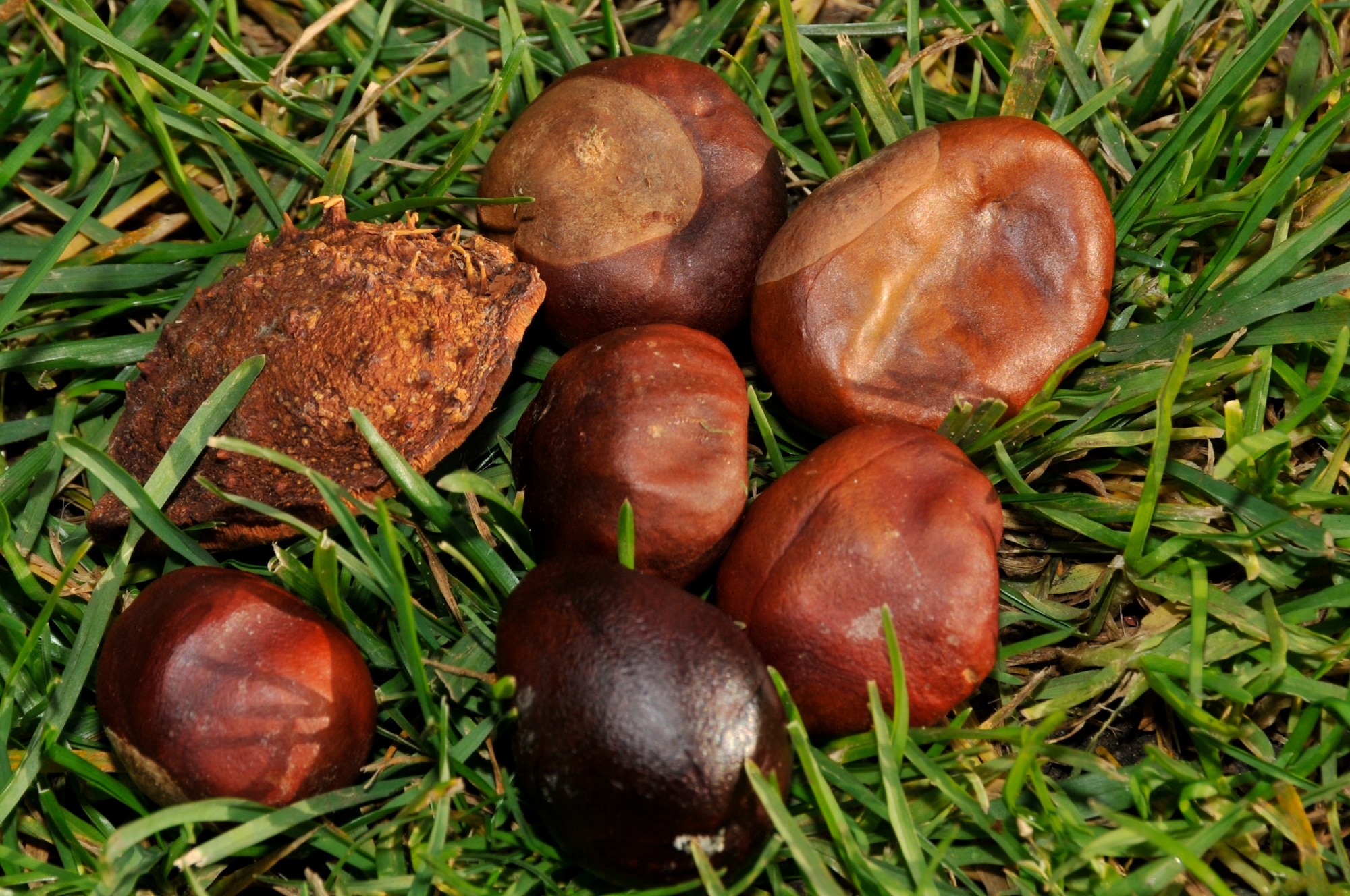 Conkers are hard brown nuts found in a prickly case that fall from the horse chestnut tree when ripe. A playground favourite in the U.K. for as long as there have been playgrounds and horse chestnut trees, conkers were introduced into Britain in the 1600s. The first recorded game of conkers dates back to 1848 on the Isle of Wight.  The origin of the name 'conker' is unclear but it's believed that it comes from the French word 'cogner' meaning to hit. ( Photo by A1C Perry Aston)