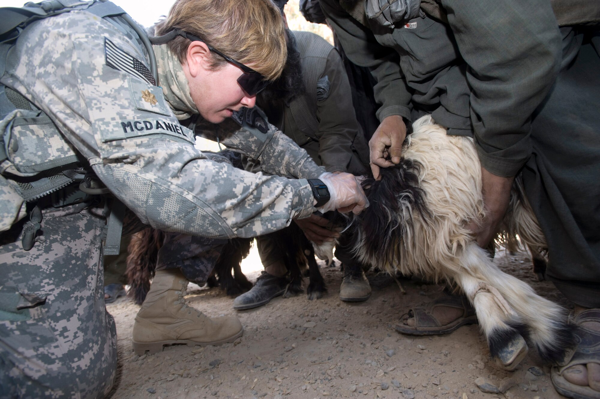 Army Maj. Mary McDaniel gives vitamin supplements livestock during a veterinary medical outreach conducted by the Zabul Provincial Reconstruction Team Oct. 17 in Qalat, Afghanistan. The PRT members offered free deworming and vitamin supplements during the VMO. Major McDaniel is a veterinarian deployed to Bagram Airfield, Afghanistan. (U.S. Air Force photo/Master Sgt. Keith Brown) 
