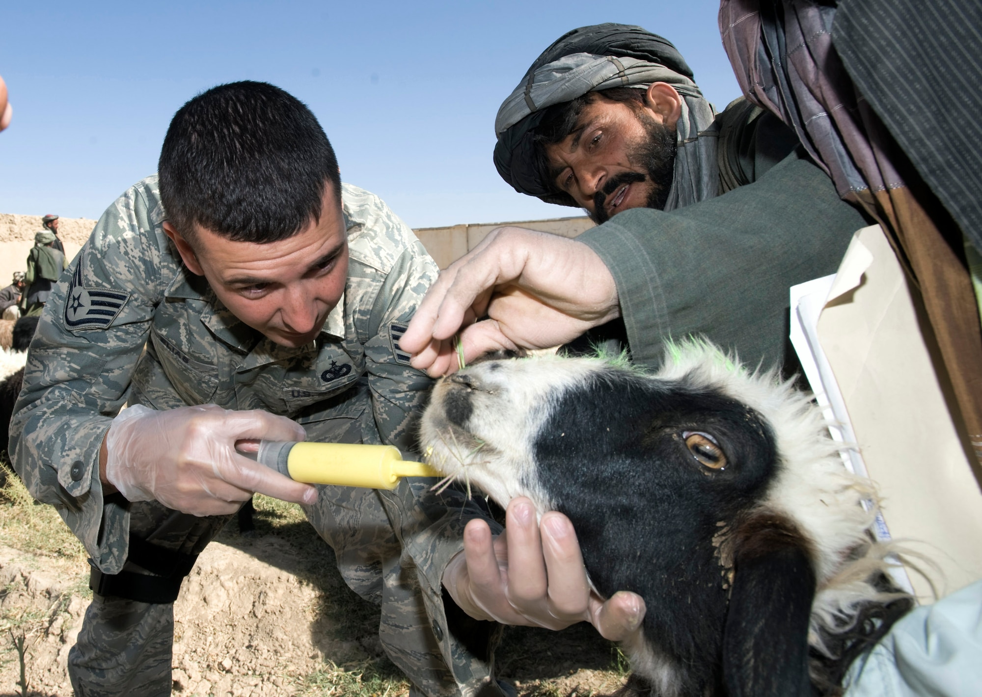 Staff Sgt. Don Elias deworms livestock during a veterinary medical outreach conducted by the Zabul Provincial Reconstruction Team Oct. 17 in Qalat, Afghanistan. The PRT members offered free deworming and vitamin supplements. Sergeant Elias, a native of Buffalo, N.Y., is deployed from Wright-Patterson Air Force Base, Ohio. (U.S. Air Force photo/Master Sgt. Keith Brown) 
