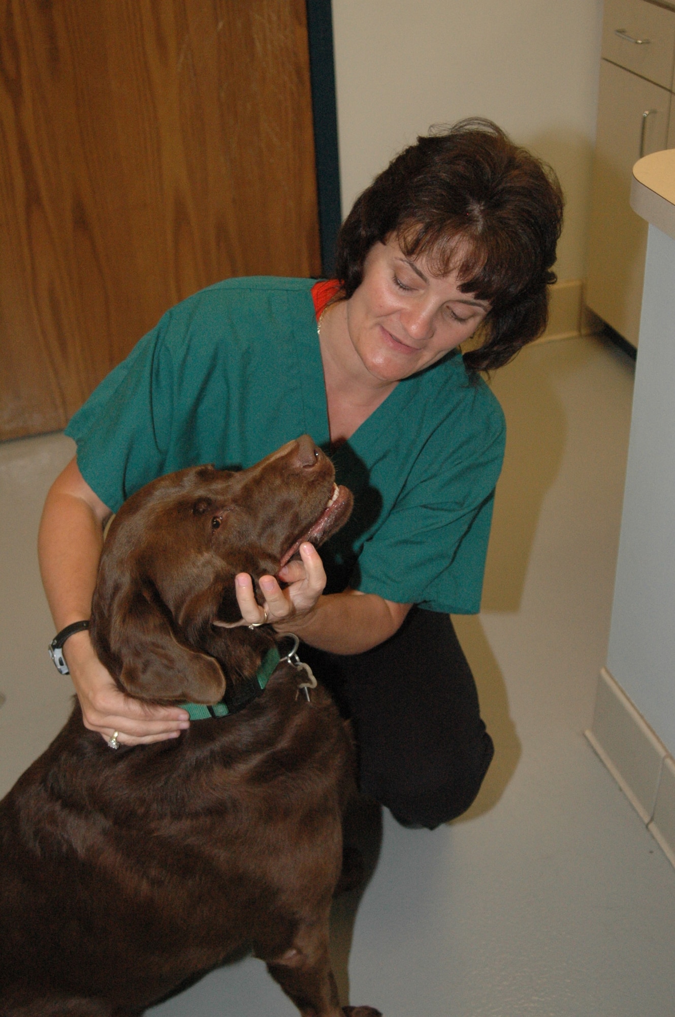 Registered technician Patricia Wright gives chocolate Labrador Bridget a complete physical checkup before she moves with her family to Japan.(Air Force photo/Danielle Gregory)