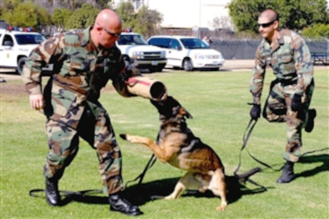 U.S. Navy Chief Master-at-Arms James Bruno and Master-at-Arms 2nd Class Jorge Barajas conduct training with military working dog Ico during controlled aggression training at Naval Base San Diego, Calif., Oct. 29, 2008. 