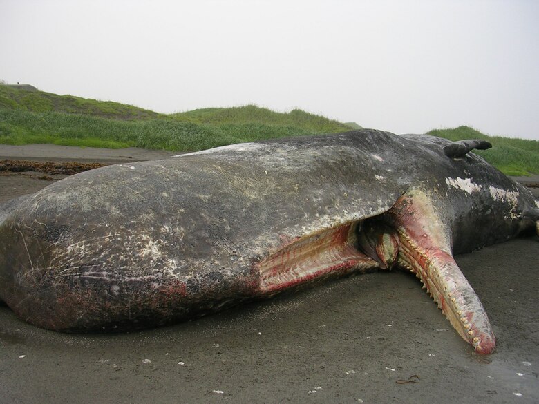 eareckson air force base