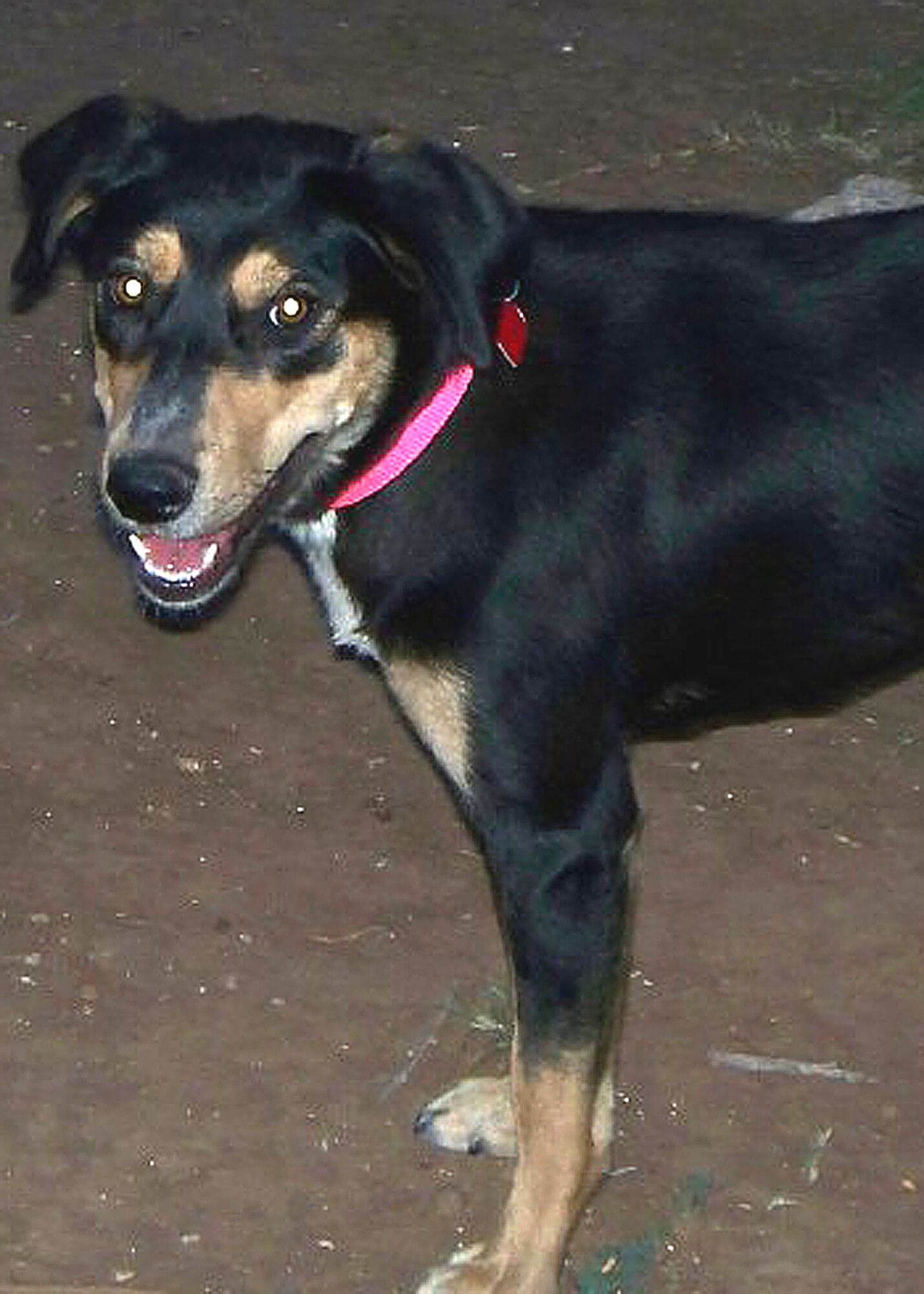 CANNON AIR FORCE BASE, N.M. -- This shepherd mix is 7-months old, has her shots and is spayed. She's great with kids and other dogs. For more information about adopting her, call (575) 760-2296. (Courtesy photo)
