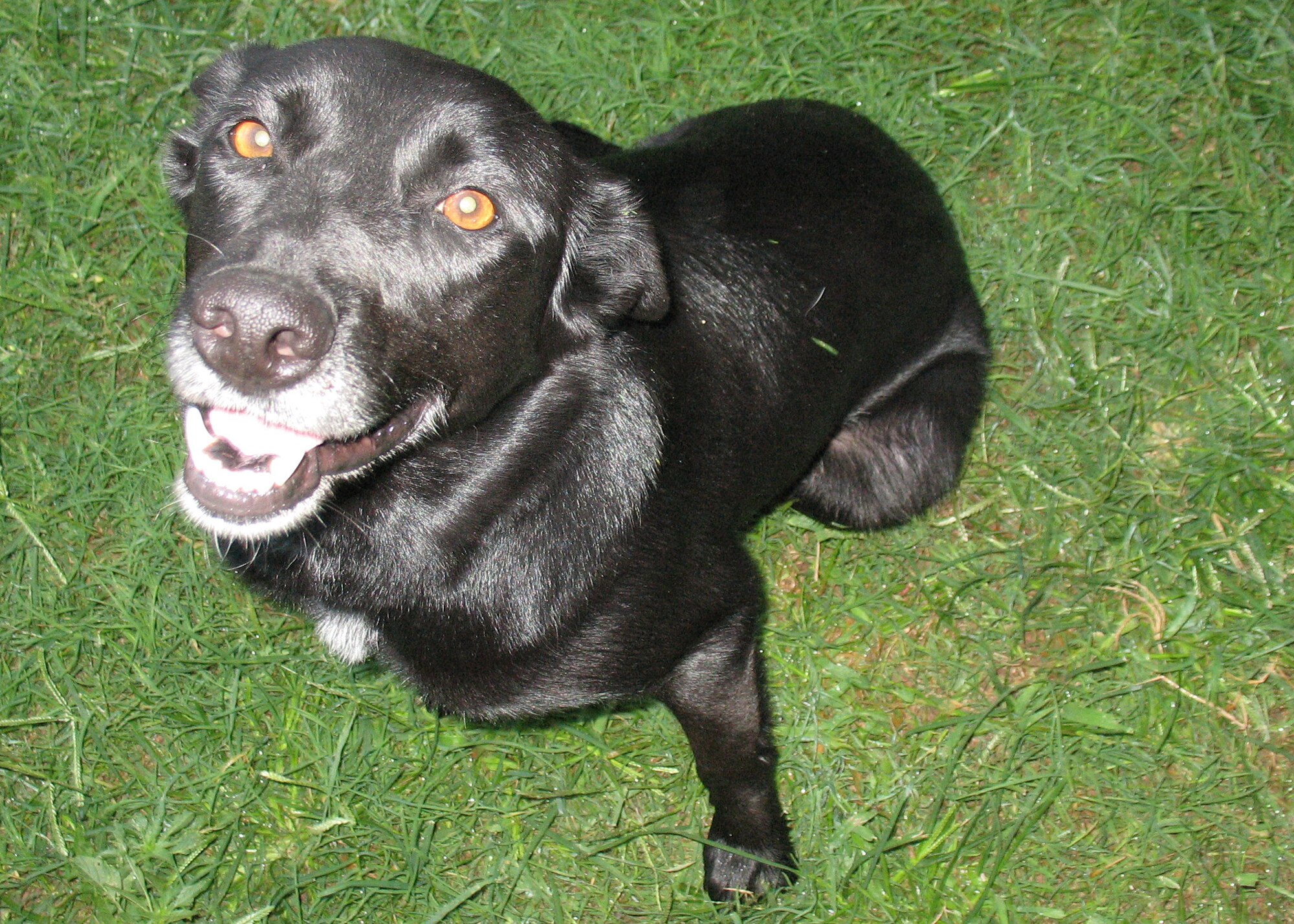 CANNON AIR FORCE BASE, N.M. -- This friendly,mixed-breed 2-year old female was found on base and is currently in foster care. She gets along great with children and other dogs. If interested, call  (575) 749-1349. (Courtesy photo)