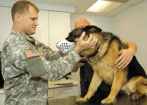Army Capt. Amos Peterson, Andrews Section Chief Ft. Meade Branch National Capital Region Veterinary Corps, examines Charlie, a working dog with Boling AFB 11th Security Forces Squadron, during a check-up to receive his health certificate Tuesday at the veterinary clinic. Charlie is getting ready for travel with the President and needs a clean bill of health. (U.S. Air Force photo by Senior Airman Renae Kleckner)