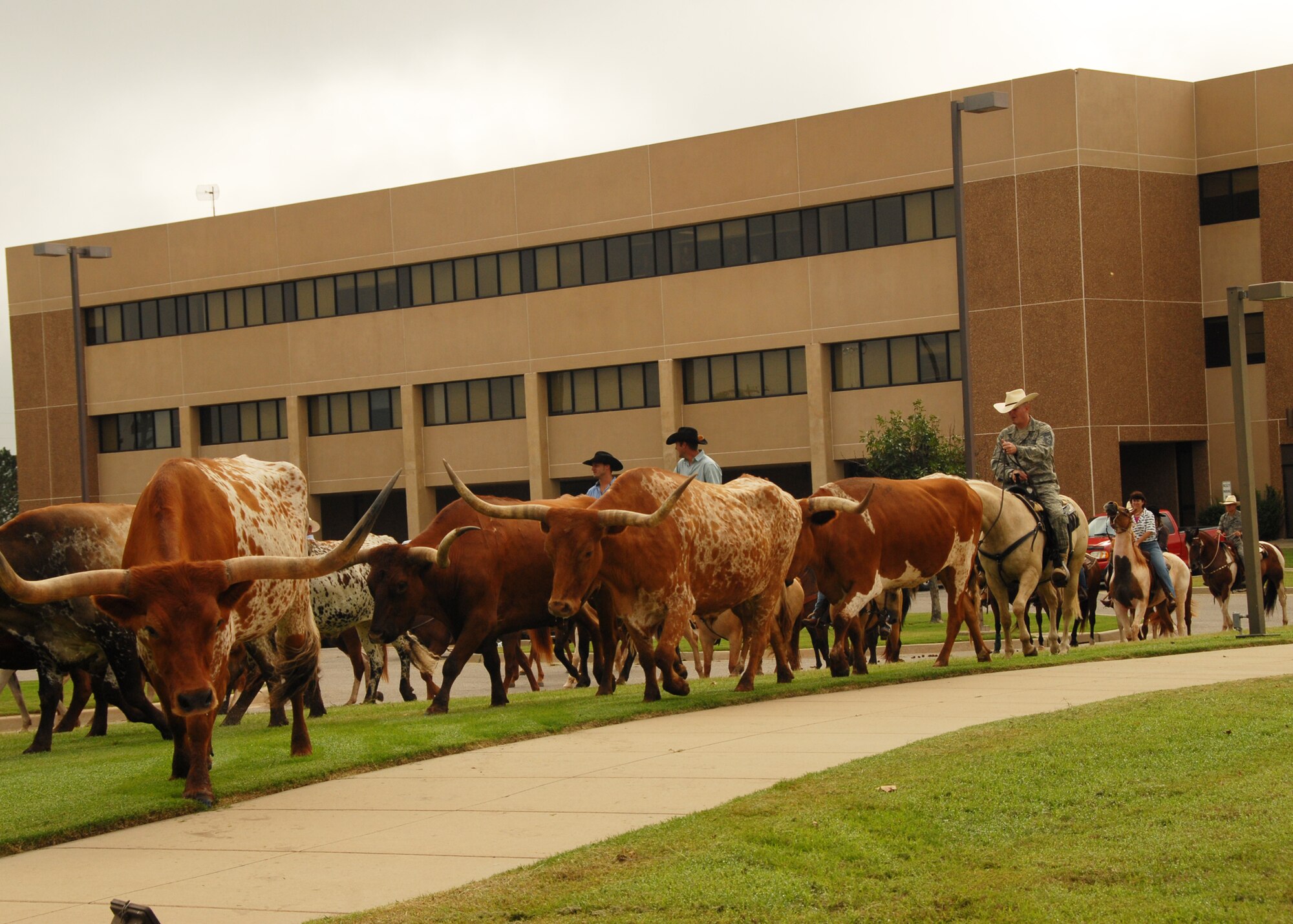 Altus Air Force Base cattle drive. (U.S. Air Force photo/Airman 1st Class Marianne Lane)