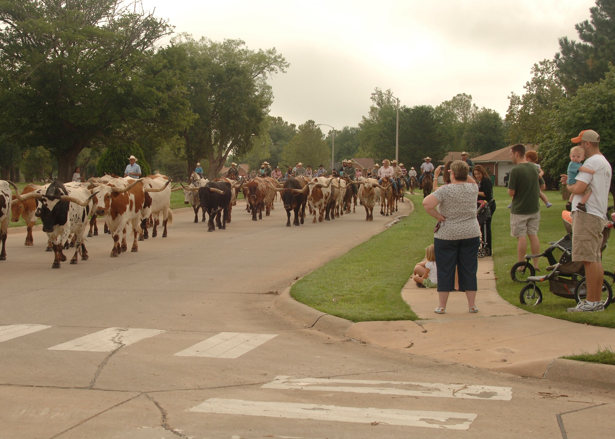 Texas Longhorns herded through Altus base housing. (U.S. Air Force photo/Aiman 1st Class Amanda Bower)