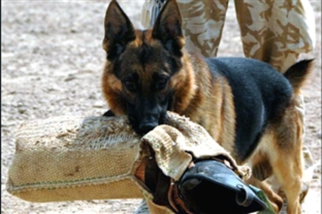 Balu, a British attack dog of the Theater Military Working Dog Support Unit, shows off the padded arm he has torn away from the simulated attacker during a capabilities demonstration in Multi-National Division Basra, Iraq on Sept. 6, 2008. 
