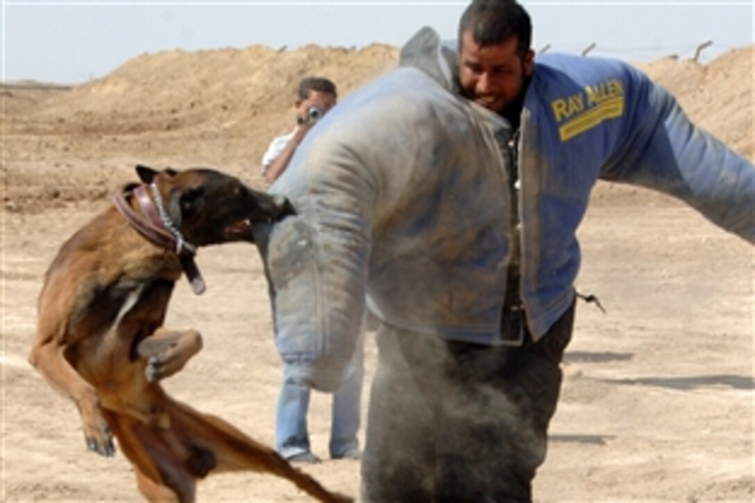 An Iraqi SWAT trainee is taken down by a military working dog during training, on Sept. 13, 2008, at Forward Operating Base Delta, Iraq. 

