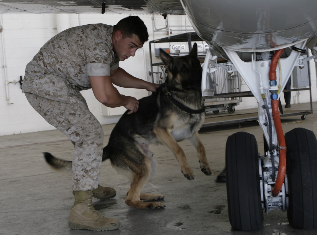 Cpl. Eric Flynn, a canine handler aboard Marine Corps Air Station Miramar, Calif., and Piki, a working dog, search the outside of a UC-12F, a twin-engine turboprop aircraft, for explosive materials Sept. 24. The two inspected the aircraft during a training designed to prepare the team for the MCAS Miramar Air Show. (U.S. Marine Corps photo by Lance Cpl. Austin Goacher) (Released)