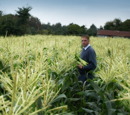 Tech. Sgt. Brian Klemp hand-picks ears of American sweet corn in a field in West Row, England. Sergeant Klemp has been growing sweet corn for about three years and is happy to provide a taste of home to anyone who would like it. (Photo courtesy of Tech. Sgt. Andrew Crow-Roberts)