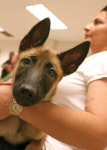 9/6/2008 - Uulricka, a military working dog puppy, and her foster mother Ester Nunez attend the military working dog Puppy Program appreciation luncheon Sept. 6. Foster families play an important role in the development of military working dogs, which are assigned to bases worldwide for patrol purposes and explosives and narcotics detection. As foster parents, they expose the puppies to a variety of social settings, caring for the dogs until they are seven months old. (USAF photo by Robbin Cresswell)
