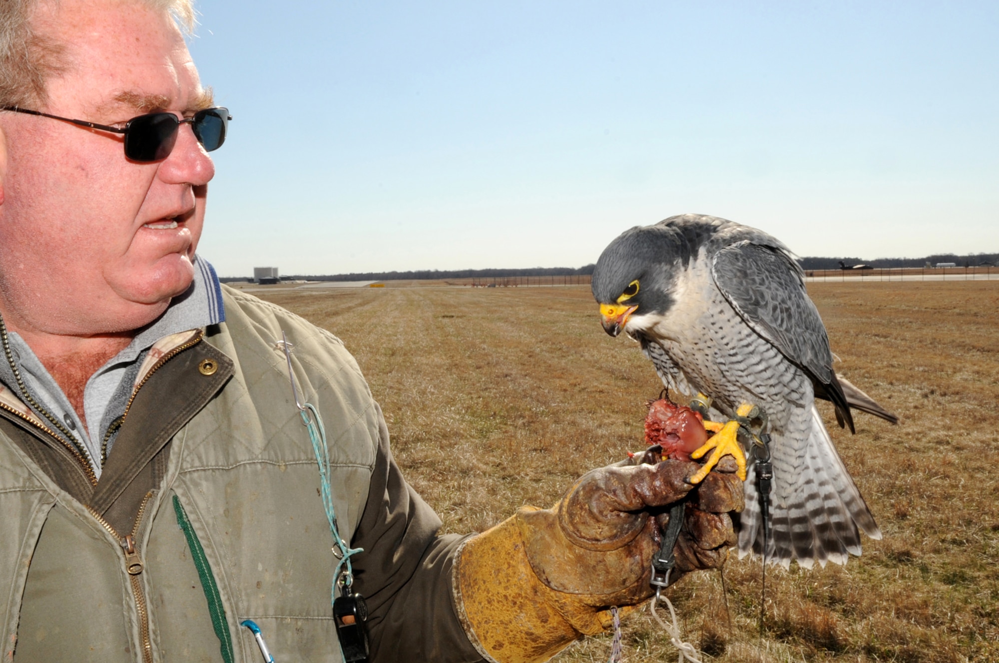 After Nantucket’s patrol March 23, Andrew Barnes reattaches the short leash and feeds him two farm-raised quails. The falcons only fly and eat once a day. Falcon Environmental Services uses the falcons to keep the airways clear above McGuire, but the group also handles other wildlife, such as deer and groundhogs, that stray into the aircraft taxiways and ramp. (U.S. Air Force photo/Wayne Russell) 